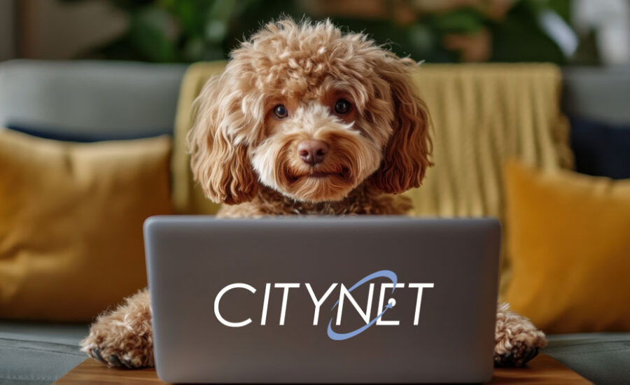 Dog With Citynet Laptop Image